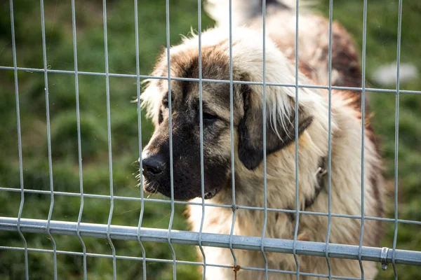 dog behind dog shelter bars