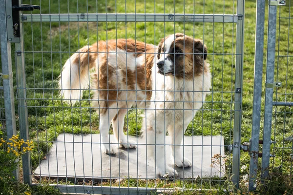 Perro Detrás Las Barras Refugio Perro — Foto de Stock