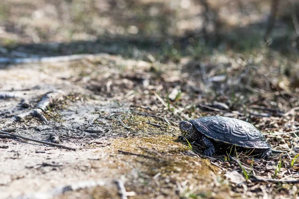 Tortuga Estanque Europea Emys Orbicularis — Foto de Stock