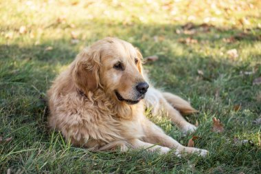 eski golden retriever köpek