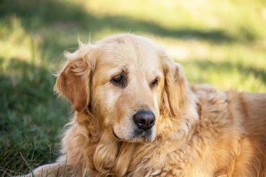 eski golden retriever köpek