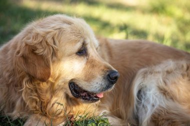 eski golden retriever köpek
