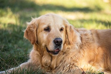 eski golden retriever köpek