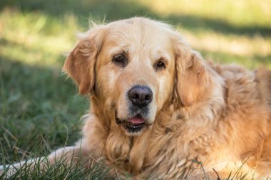 eski golden retriever köpek