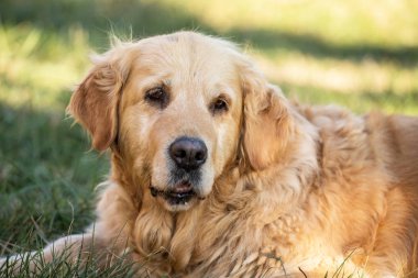 eski golden retriever köpek
