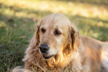eski golden retriever köpek