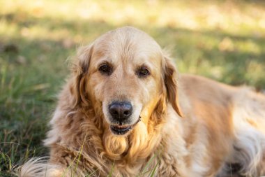 eski golden retriever köpek