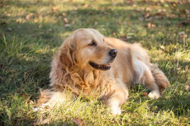 eski golden retriever köpek