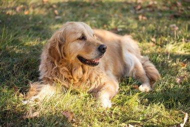 eski golden retriever köpek