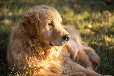 eski golden retriever köpek