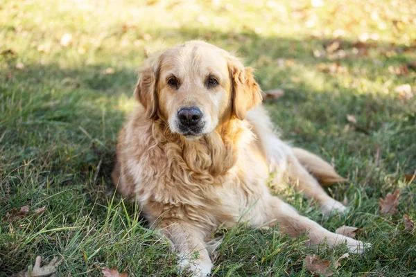 eski golden retriever köpek