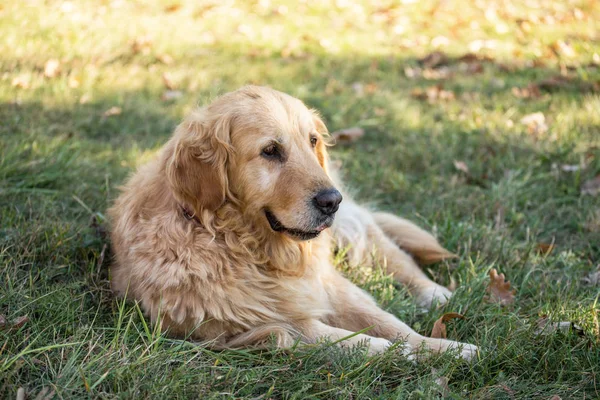 eski golden retriever köpek