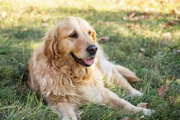 eski golden retriever köpek