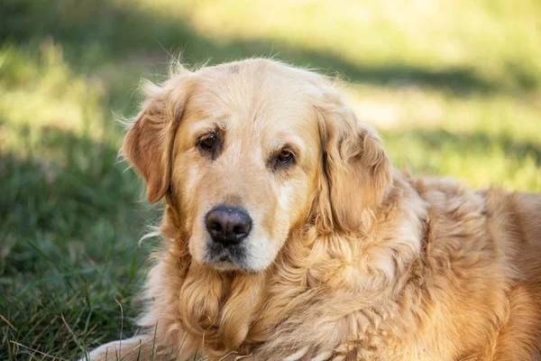 Velho Cão Golden Retriever — Fotografia de Stock