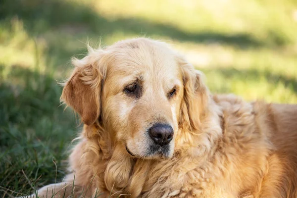 eski golden retriever köpek