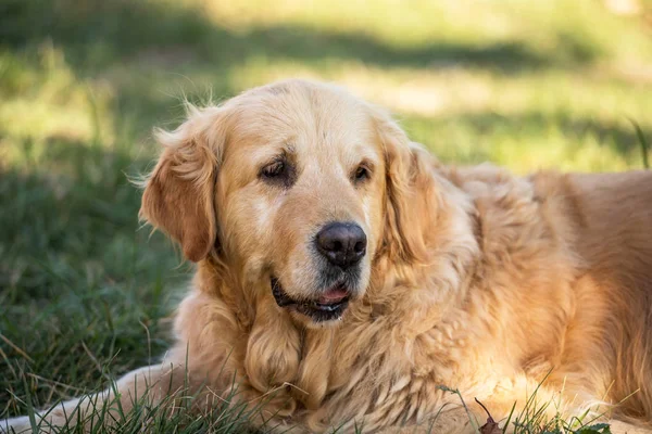 eski golden retriever köpek