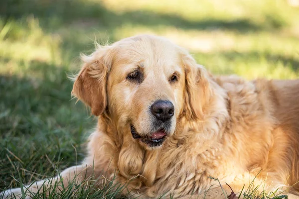 eski golden retriever köpek