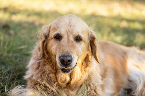 eski golden retriever köpek