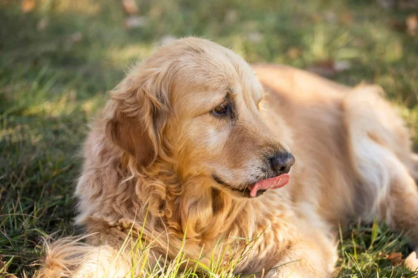 eski golden retriever köpek
