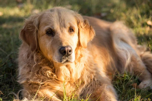 Oude Golden Retriever Hond — Stockfoto