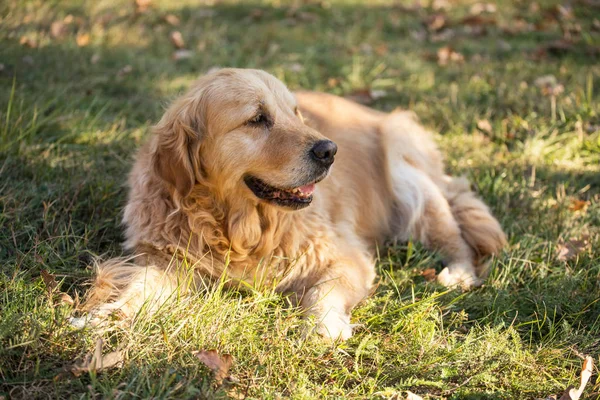 eski golden retriever köpek