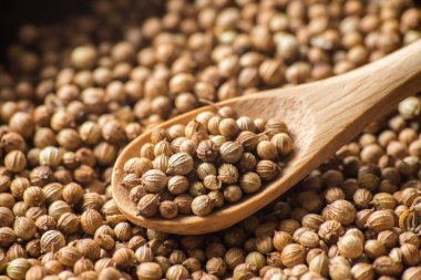 kişniş kişniş tohumları. gıda kavramı fotoğraf