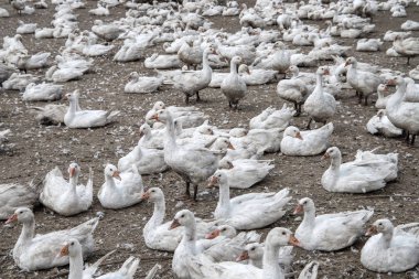 bir kaz çiftlikte kazlar