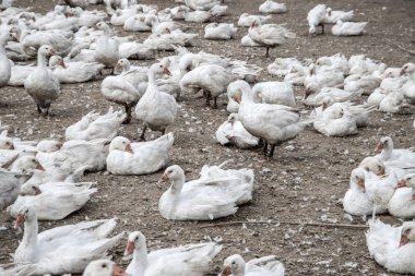 bir kaz çiftlikte kazlar