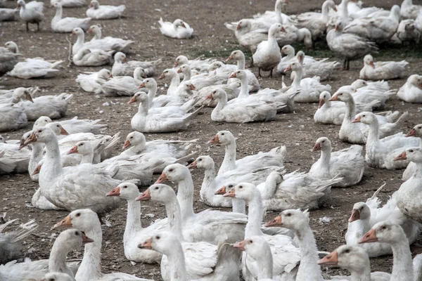 Gänse Einer Gänsefarm — Stockfoto