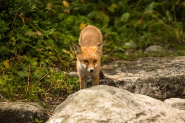 Genç tilki. vahşi hayvan fotoğrafı