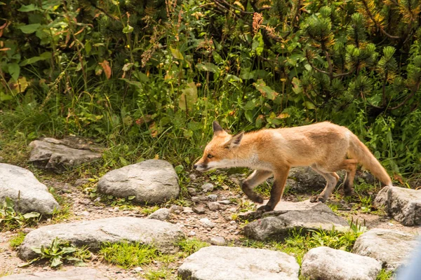 Mladá Liška Fotografie Divoké Zvěře — Stock fotografie