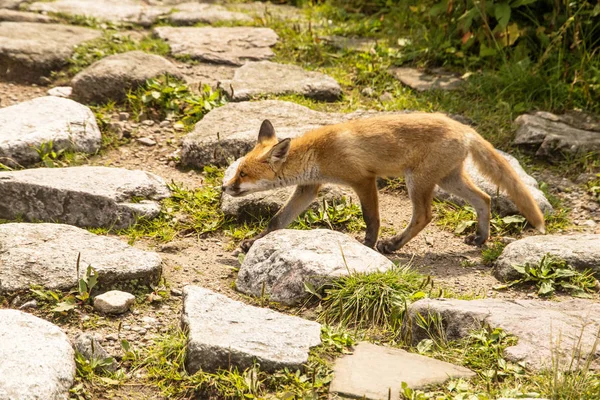 Mladá Liška Fotografie Divoké Zvěře — Stock fotografie