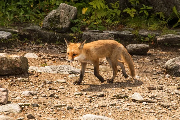 Jungfuchs Wildtier Foto — Stockfoto