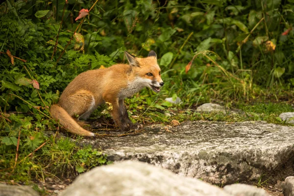 Young Fox Wild Animal Photo — Stock Photo, Image