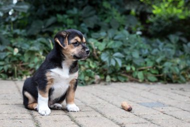 genç köpek yavrusu dışında oynuyor