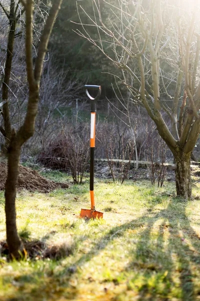 Spade in ground in garden. Orange shovel