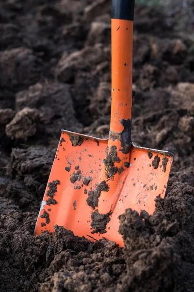 Spade in ground in garden. Orange shovel