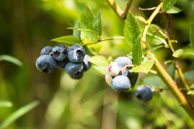 Bitkide taze yaban mersini meyvesi. Lezzetli yaban mersini