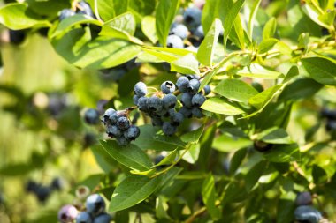 Bitkide taze yaban mersini meyvesi. Lezzetli yaban mersini