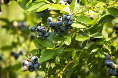 Bitkide taze yaban mersini meyvesi. Lezzetli yaban mersini