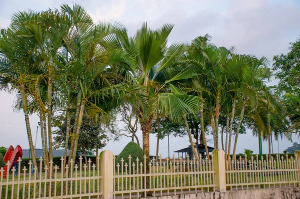 Beautiful Landscape Tropical Plants Andaman Sea Port Blair India — Stock Photo, Image