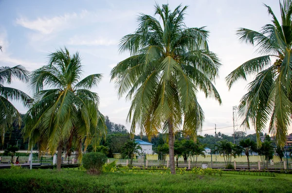 安达曼海热带植物的美丽的风景到布莱尔港印度 — 图库照片