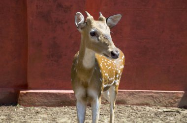 Vahşi hayvan Hindistan benekli geyik