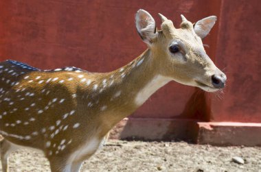 Vahşi hayvan Hindistan benekli geyik