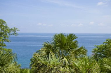 Palmiye ağaçları ve deniz Andaman ve Nicobar Adaları Hindistan'da güzel manzara