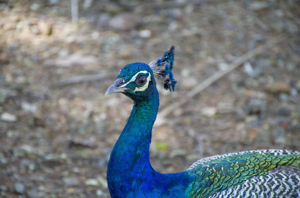 Wild Bird Peacock Tropical Park India — Stock Photo, Image