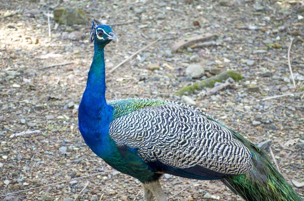 Wild Bird Peacock Tropical Park India — Stock Photo, Image