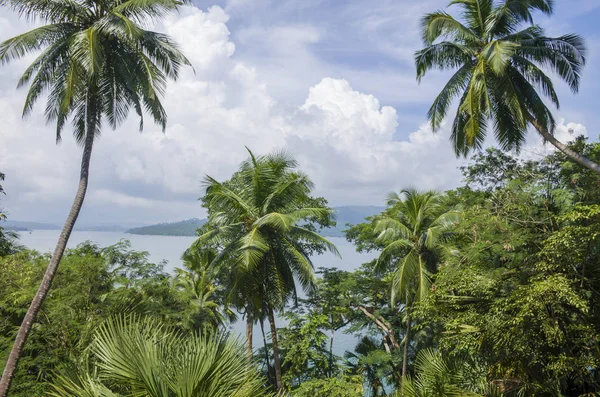 美丽的风景棕榈树和安达曼的海和印度的尼古巴群岛 — 图库照片