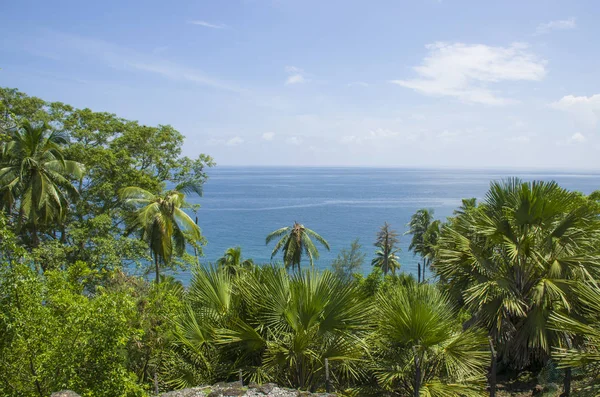 Güzel manzara palmiye ağaçları ve deniz Andaman ve Nicobar Adaları Hindistan