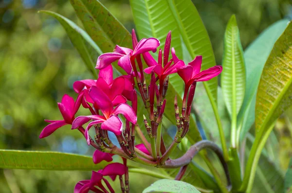 Tropikal pembe çiçek Plumeria veya Franzhipani